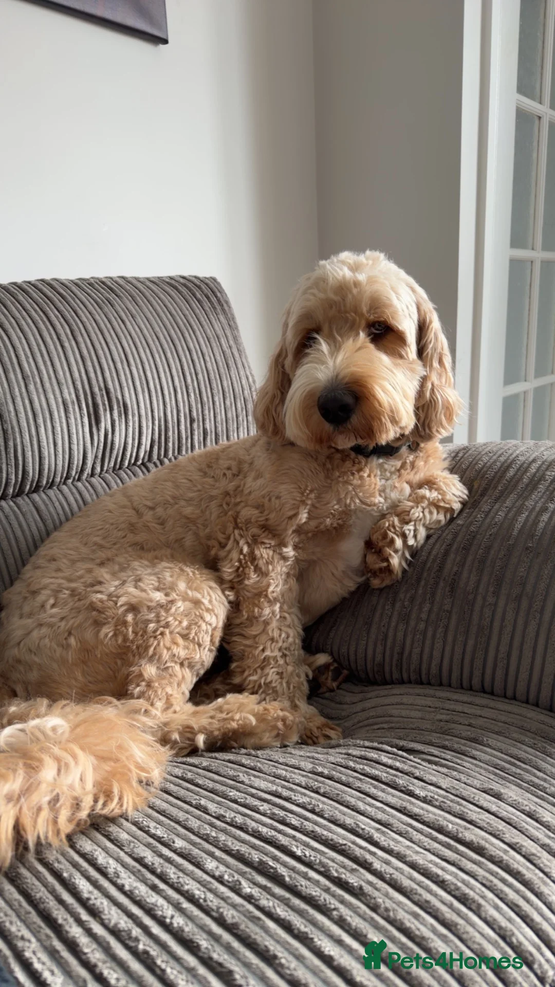 Mixed Breed dogs for stud: Bear, F1 cockapoo for stud  - Advert 1