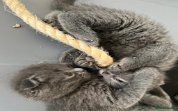 Scottish Fold cats for sale:  A little kittens scotchfold  - Image 9