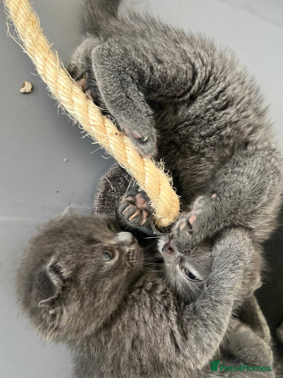 Scottish Fold cats for sale:  A little kittens scotchfold  - Image 9