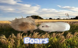 Guinea Pig rodents for sale: Guinea Pigs Boars & Sows from Show Stock Satins in Atherstone - Image 5