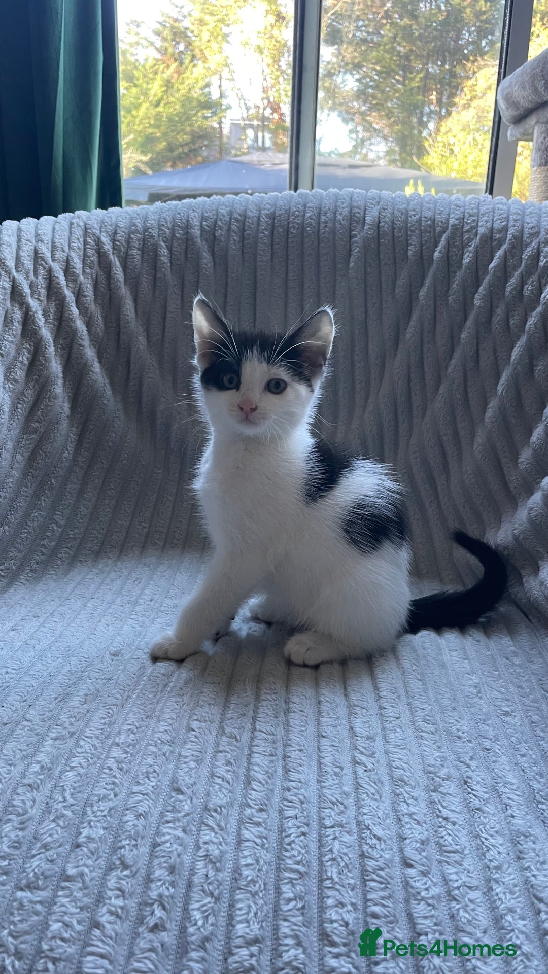 Mixed Breed cats for sale: Tabby kittens for sale - Image 8