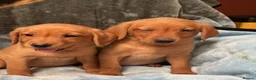 Labrador Retriever dogs for sale: Red labrador - Advert 20