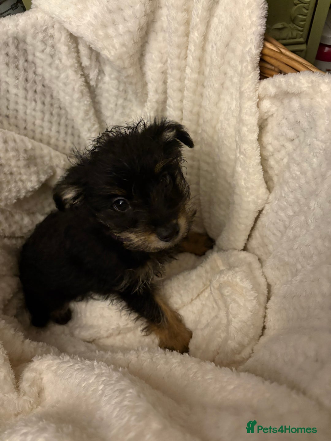 Mixed Breed dogs for sale: Yorkshire terrier x puppies  - Advert 8