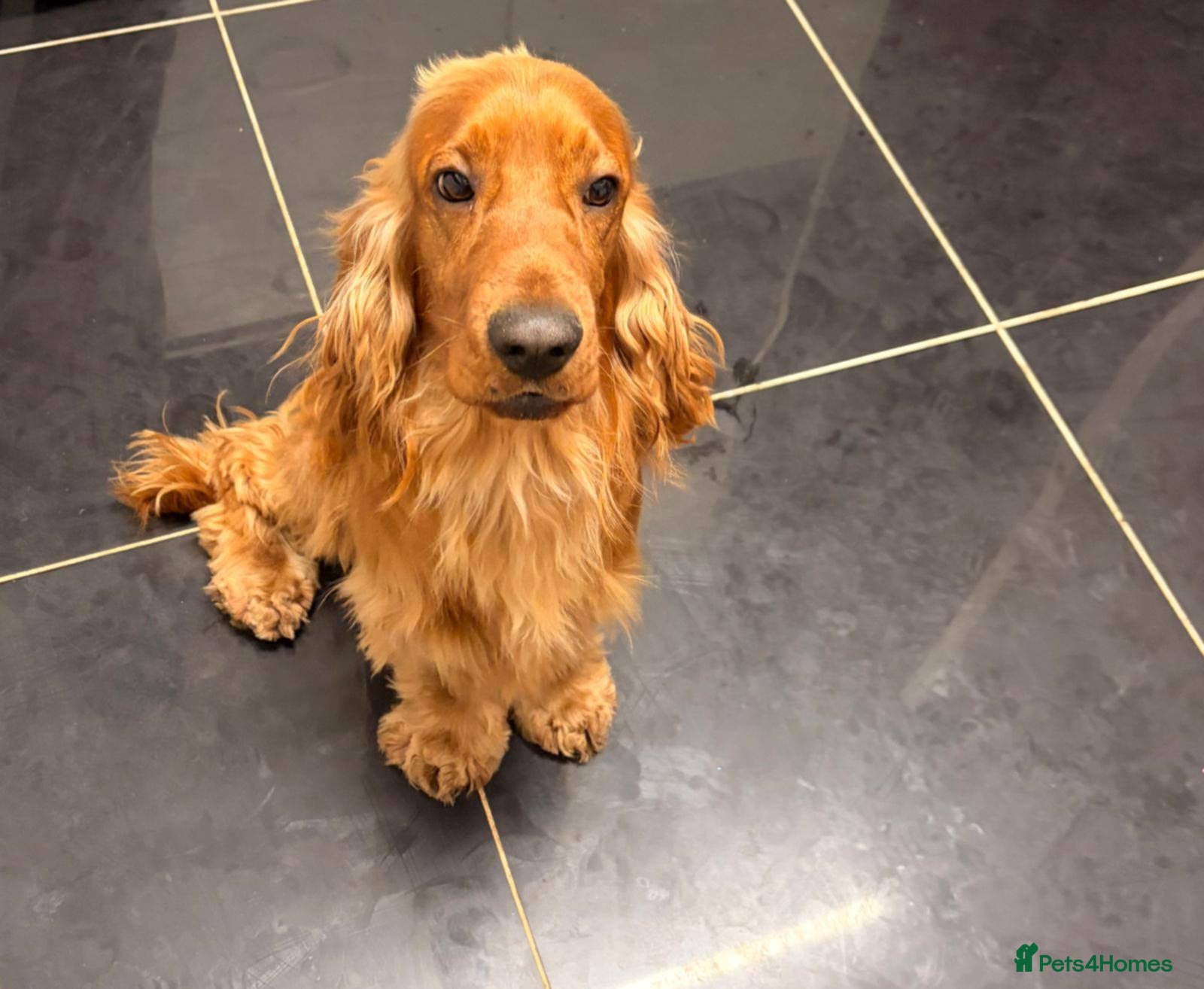 Cocker Spaniel dogs male cocker spaniel stud only - Advert 2