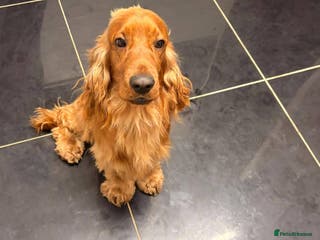 Cocker Spaniel dogs male cocker spaniel stud only - Advert 2