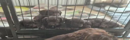 Sprocker dogs for sale: Working Sprocker Chocolate Puppies for sale - Advert 14