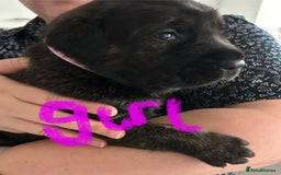 Mixed Breed dogs for sale: Rottie Corso for sale  - Image 3