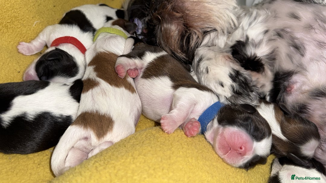 Shih Tzu dogs for sale: ShihTzu Newborn Puppies 💕Home-Raised & Well-Loved - Advert 6