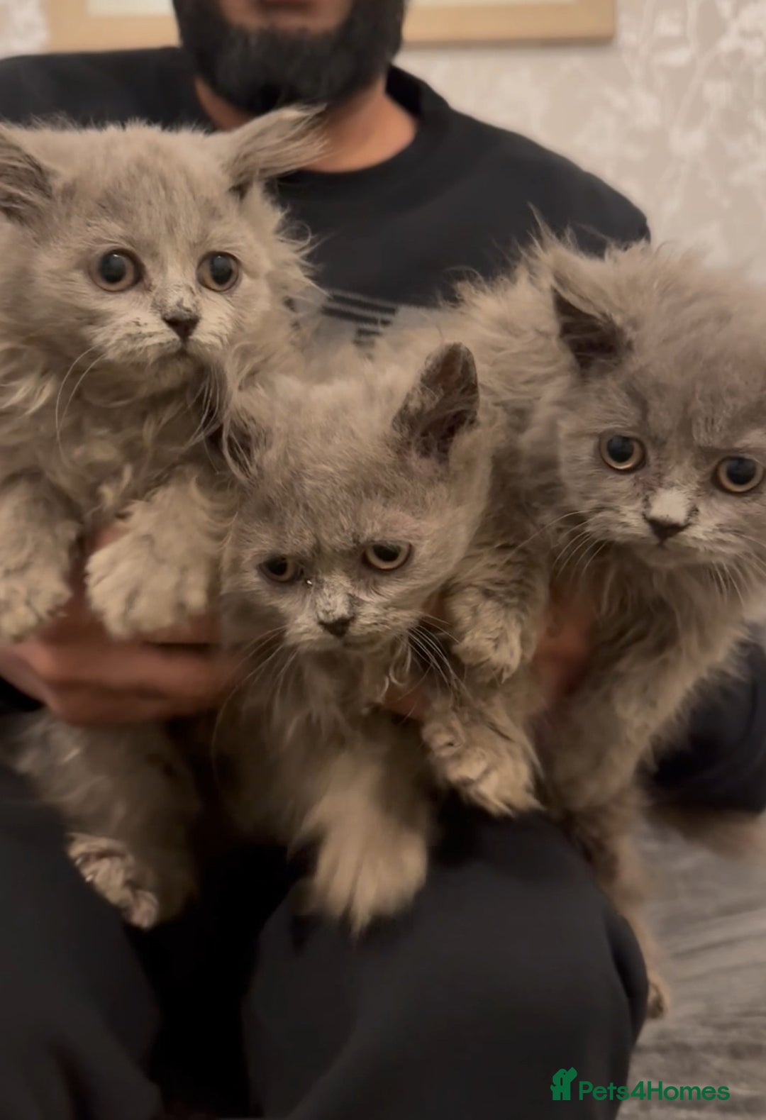 British Longhair cats for sale: Adorable British Longhair Kittens Ready Now! - Advert 24