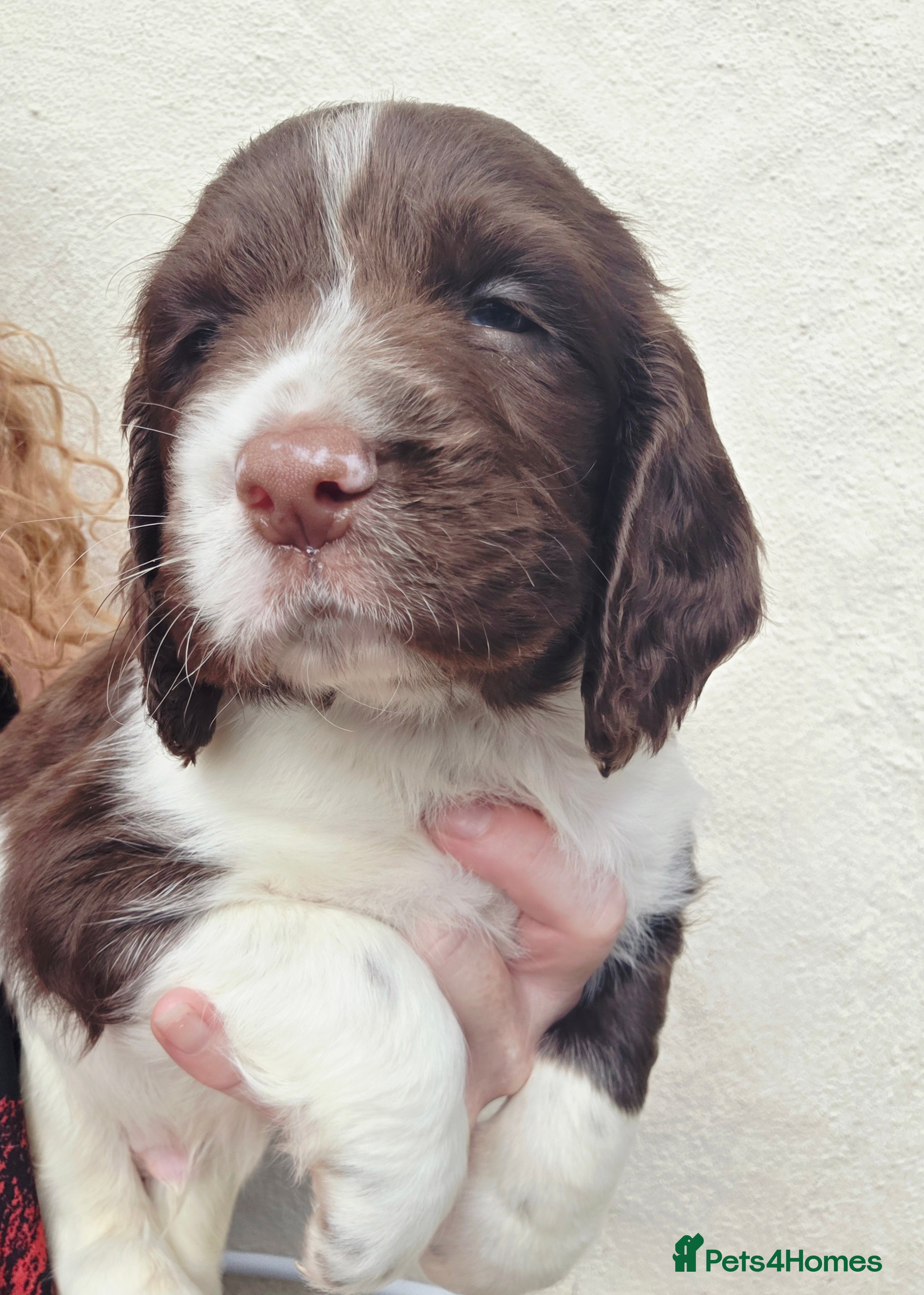 English Springer Spaniel dogs KC Health Tested, Home Reared 5 ⭐️ Liver Pups - Advert 2