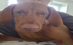 Hungarian Vizsla dogs for sale: 6 month old hungarian viszla  - Image 1
