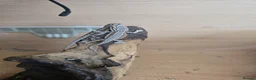 Bearded Dragon reptiles for sale: Baby bearded dragon  in Bridgend - Advert 13