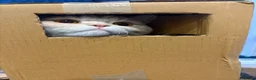 British Shorthair cats for sale: British short hair male neutered cat 3.5 years old - Advert 4