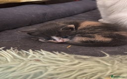 British Shorthair cats for sale: Beautiful loving kittens  - Image 14