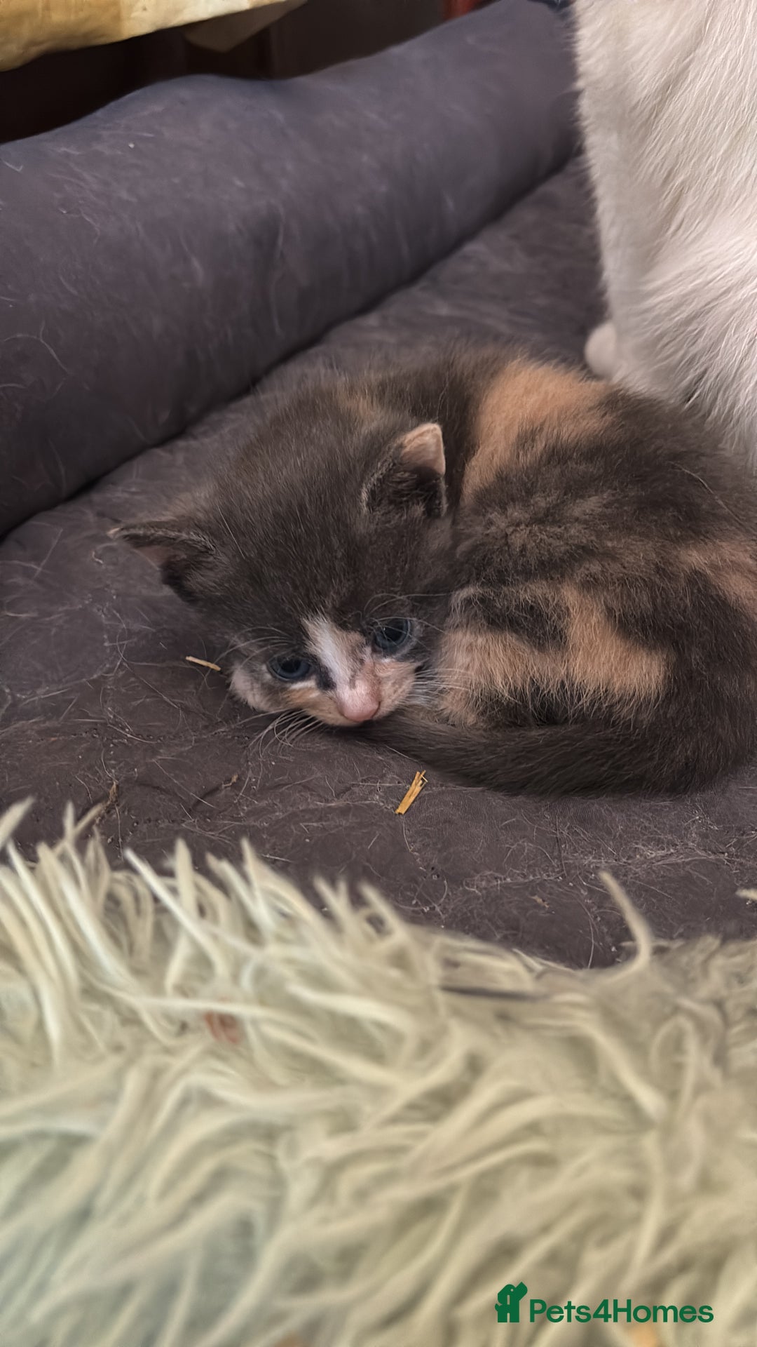 British Shorthair cats for sale: Beautiful loving kittens  - Image 14