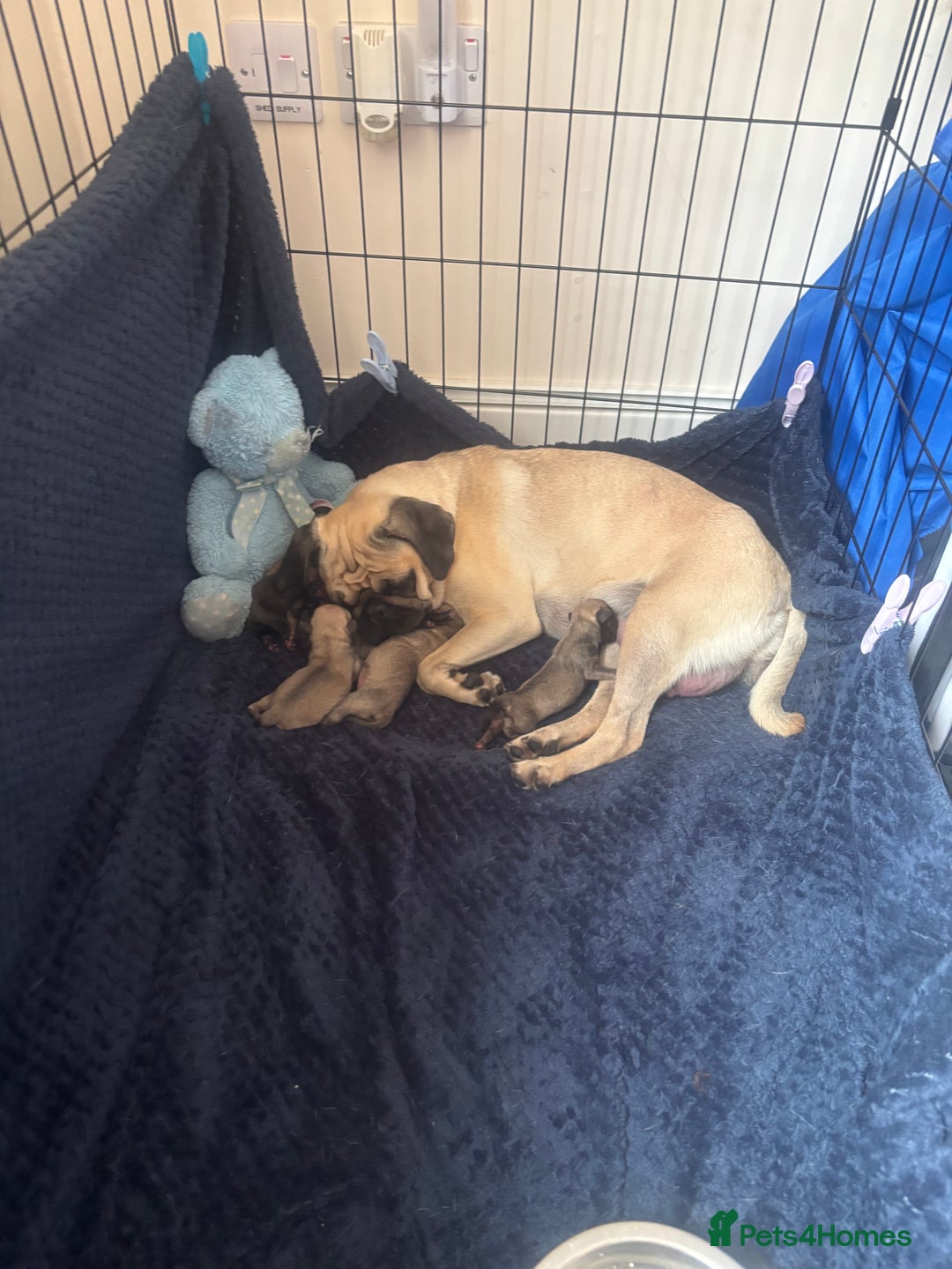 Pug dogs for sale: Pug Puppies  - Image 25