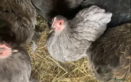 Chickens poultry for sale: Pekin bantam hens - Image 3