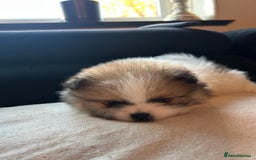 Pomeranian dogs for sale: Unique patterned Pomeranians 🩵🩷 - Image 9