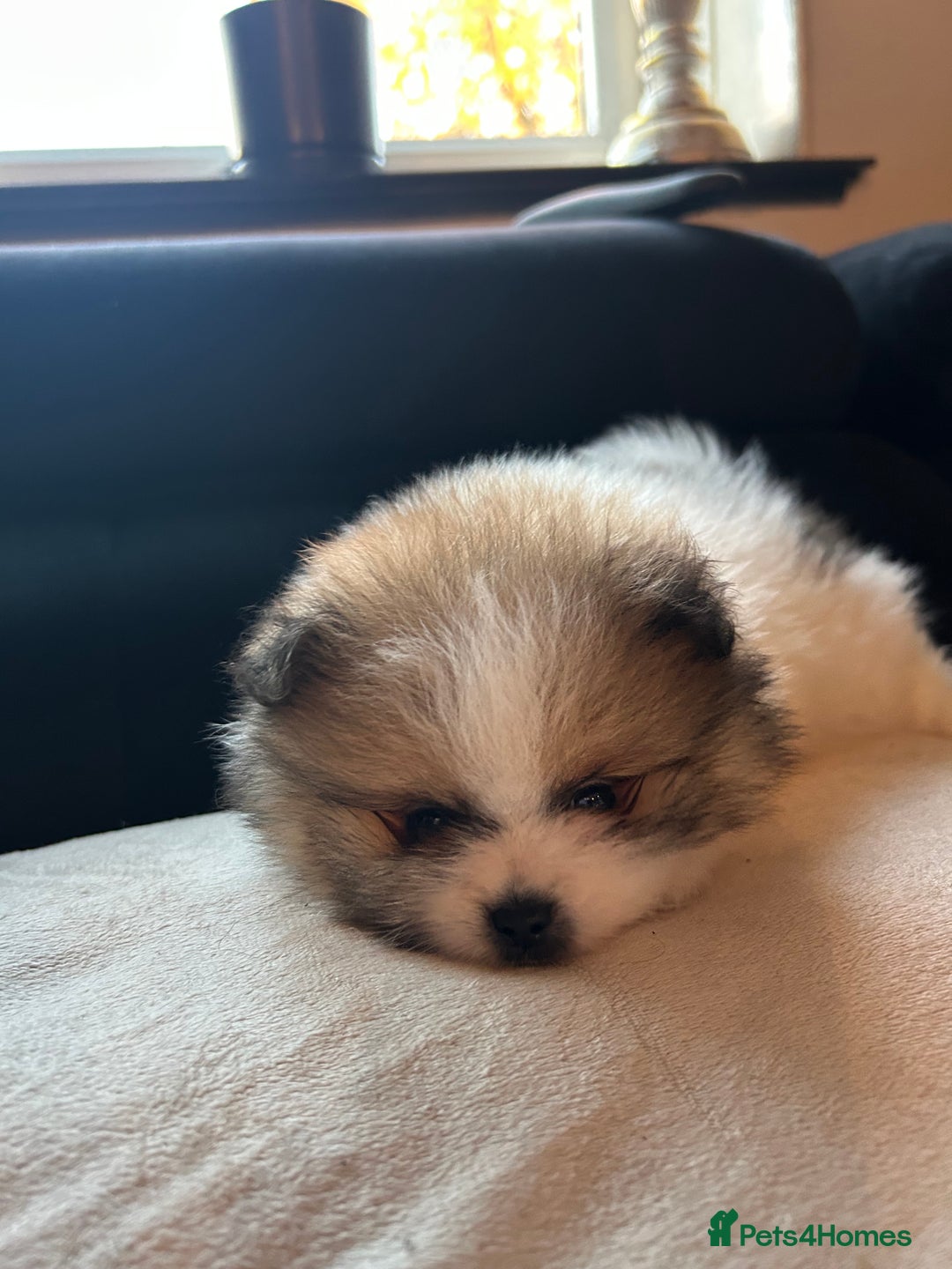 Pomeranian dogs for sale: Unique patterned Pomeranians 🩵🩷 - Image 9