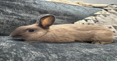 Mini Lion Lop rabbits - Advert 8