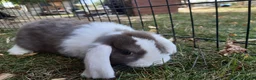 Mini Lop rabbits for sale: Gorgeous Mini lops child friendly  - Advert 6