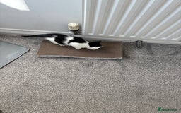 Domestic Shorthair cats for sale: Last little black & white girl for sale - Image 3