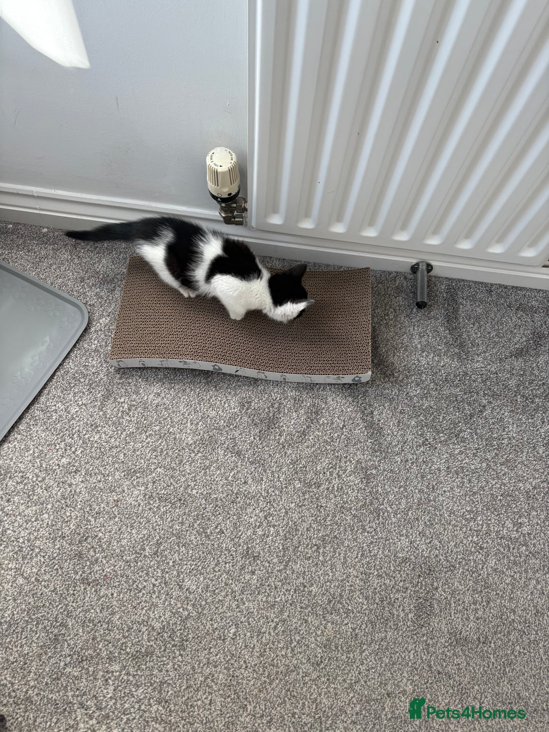 Domestic Shorthair cats for sale: Last little black & white girl for sale - Image 3