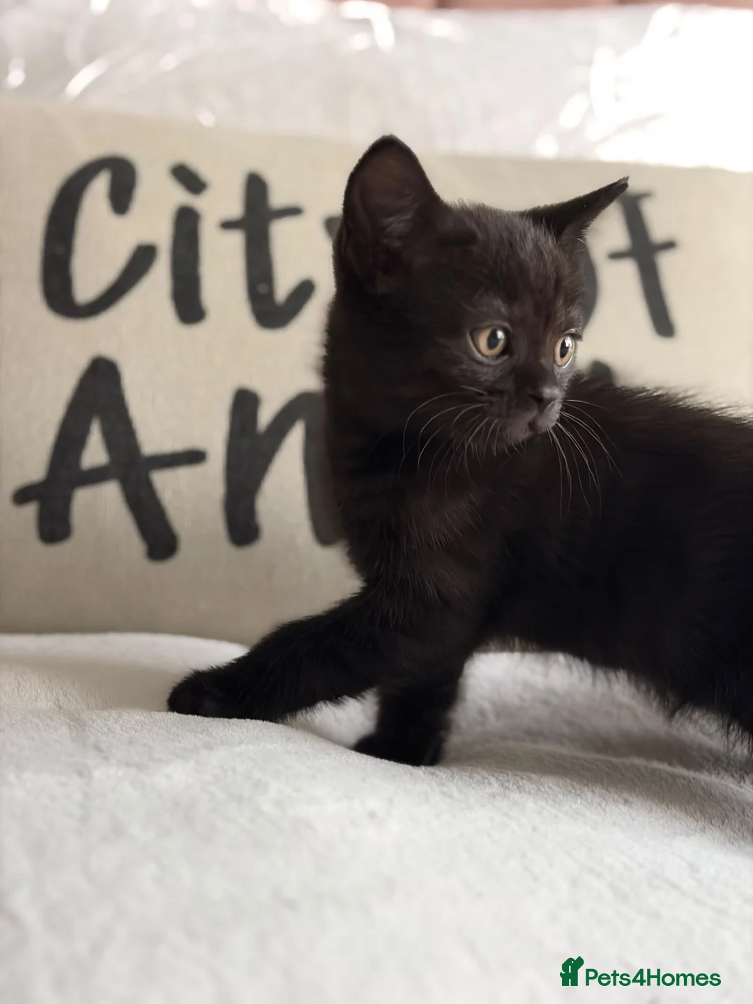 British Shorthair cats for sale: Gorgeous BSH Kittens for new home - Advert 2
