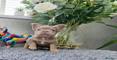 French Bulldog dogs - Advert 2
