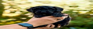 Cockapoo 5