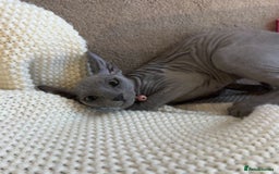 Sphynx cats for sale: Sphynx Elf & Sphynx Peterbald - Image 1