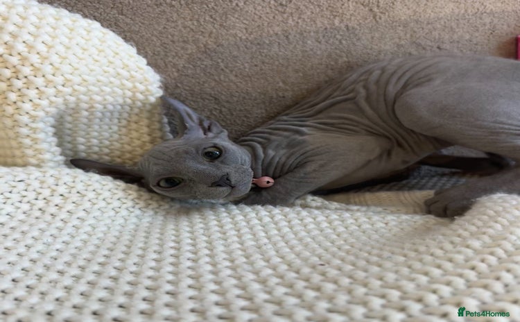 Sphynx cats for sale - Advert 1