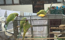 Ringnecks birds for sale: Lovely Ringneck Parrots with Cage  - Image 7