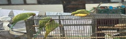Ringnecks birds for sale: Lovely Ringneck Parrots with Cage  - Advert 7