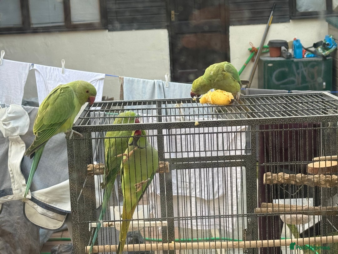 Ringnecks birds for sale: Lovely Ringneck Parrots with Cage  - Image 7