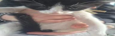 Domestic Shorthair 4