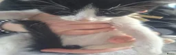 Domestic Shorthair cats for sale: Playfull kittens - Advert 6