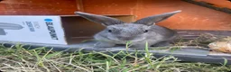Mixed Breed rabbits for sale: Beautiful female blue baby bunny - Advert 2