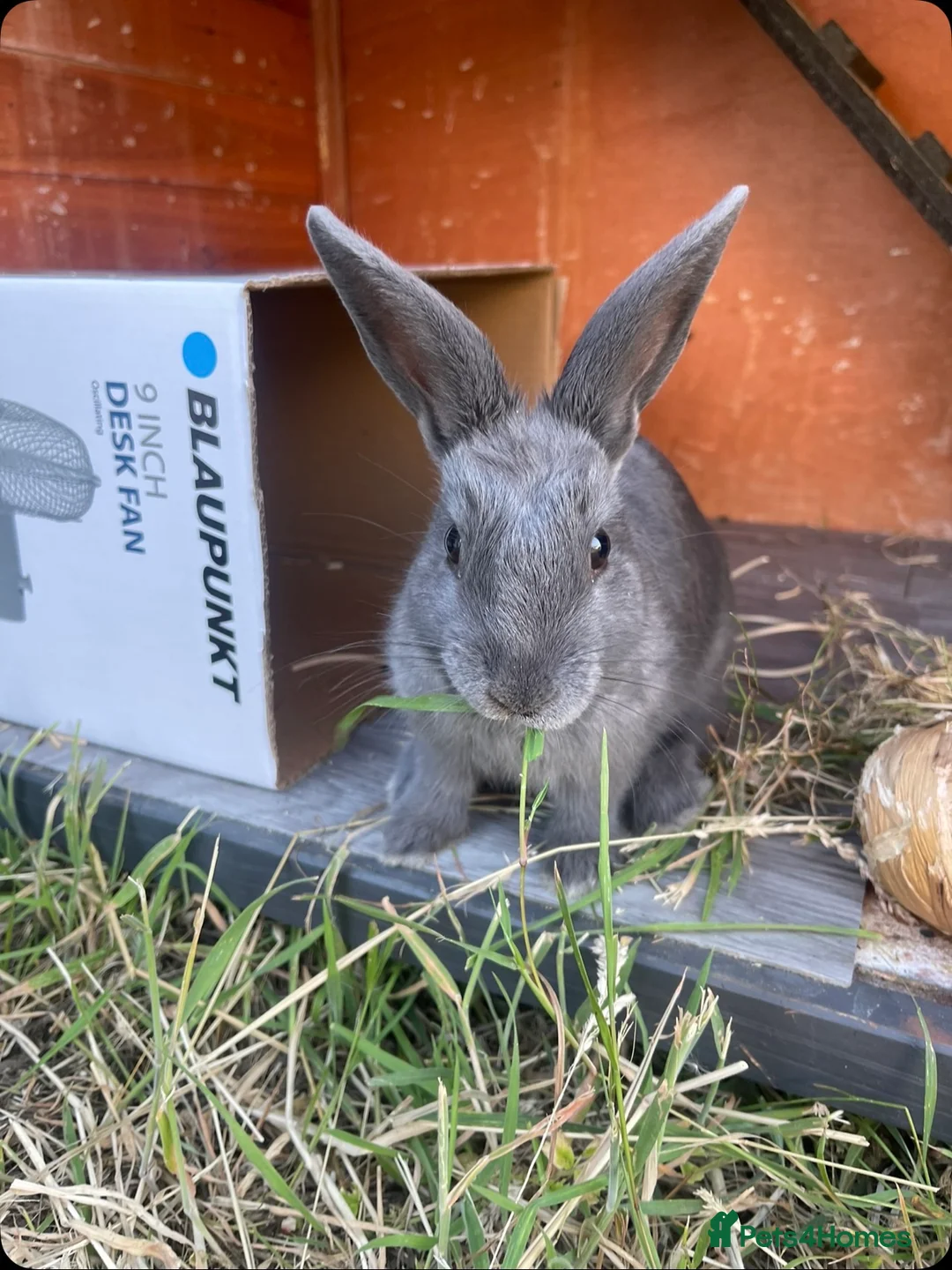 Mixed Breed rabbits for sale: Beautiful female blue baby bunny - Advert 2