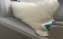 Ragdoll cats for sale: Extremely white Ragdoll boy! - Image 9