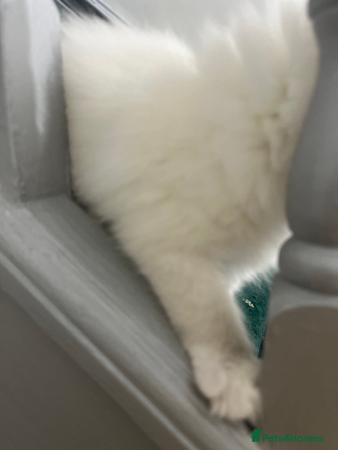 Ragdoll cats for sale: Extremely white Ragdoll boy! - Image 9