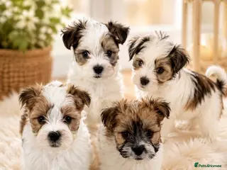 Morkie dogs RARE TOY Biewer Maltese Puppies (BIEWER MORKIE) - Advert 2