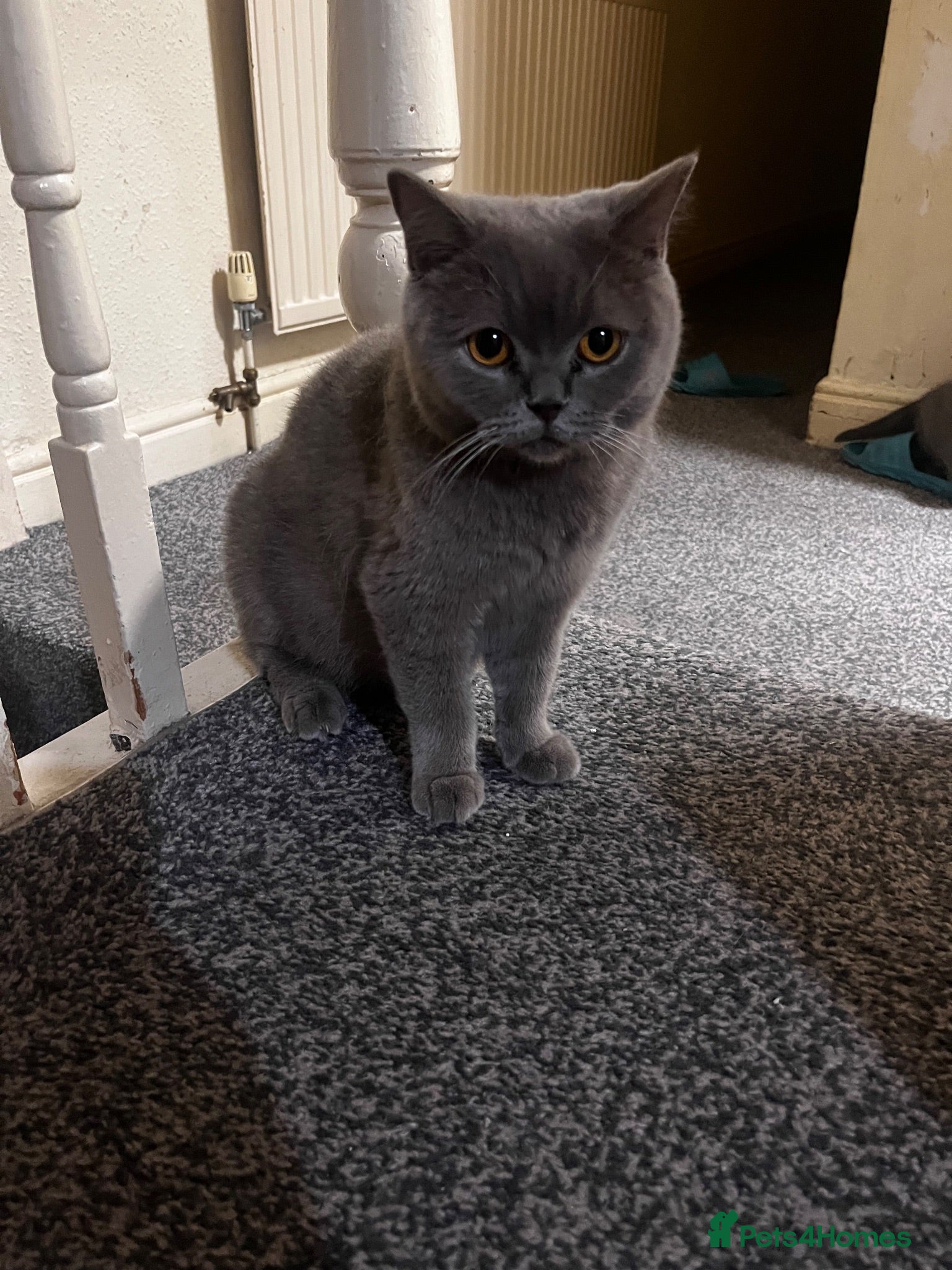British Shorthair cats 6 little babies looking for a loving home - Advert 1