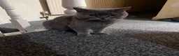 British Shorthair cats for sale: 6 little babies looking for a loving home in Leicester - Advert 1