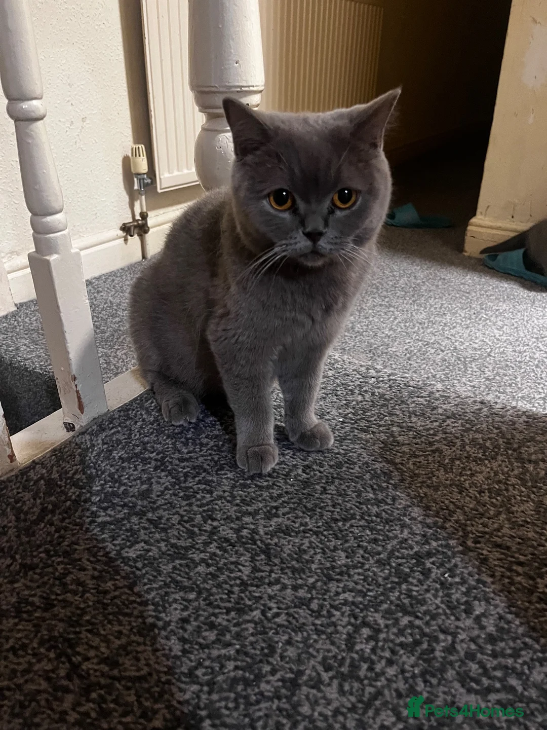 British Shorthair cats for sale: 6 little babies looking for a loving home in Leicester - Advert 1