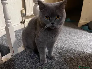 British Shorthair cats 6 little babies looking for a loving home - Advert 1