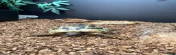 Hermann Tortoise reptiles for sale: Female Hermann Tortoise For Sale in London - Advert 5
