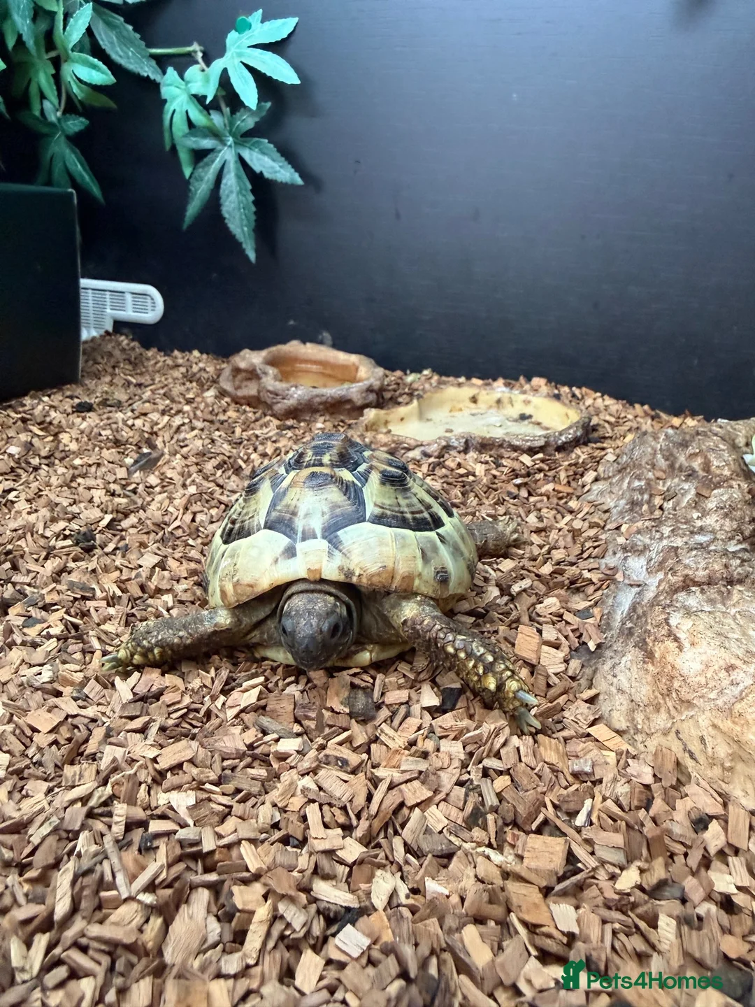 Hermann Tortoise reptiles for sale: Female Hermann Tortoise For Sale in London - Advert 5