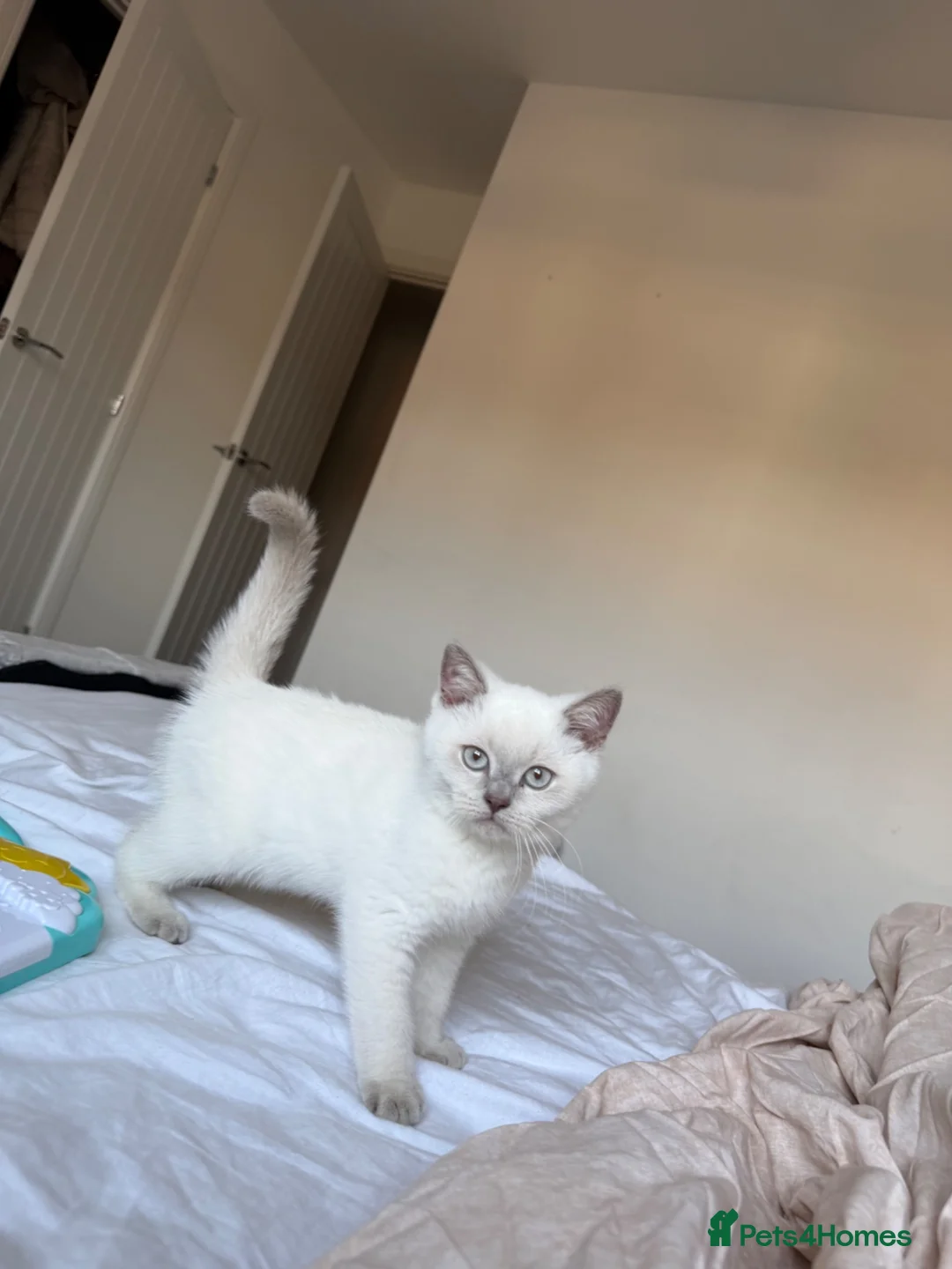 British Shorthair cats for sale: British shorthair kitten - Advert 2