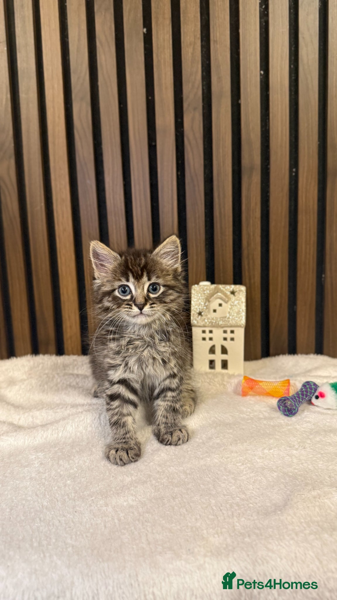 Ragdoll cats Last 1 Remaining | Stunning Mixed Ragdoll Kittens  - Advert 1